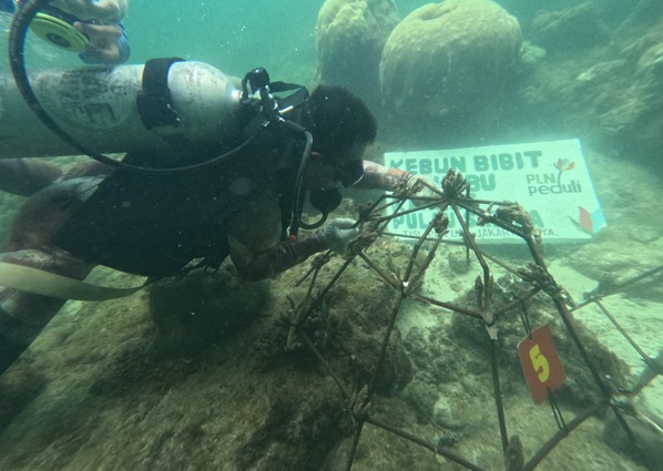 Proses penanaman terumbu karang untuk konservasi alam di Pulau Sabira.