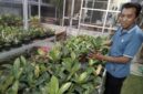 Miono, petani tanaman hias di Tawangmangu, Kamis (24/9/2026).