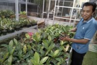 Miono, petani tanaman hias di Tawangmangu, Kamis (24/9/2026).