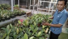Miono, petani tanaman hias di Tawangmangu, Kamis (24/9/2026).