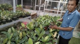 Miono, petani tanaman hias di Tawangmangu, Kamis (24/9/2026).