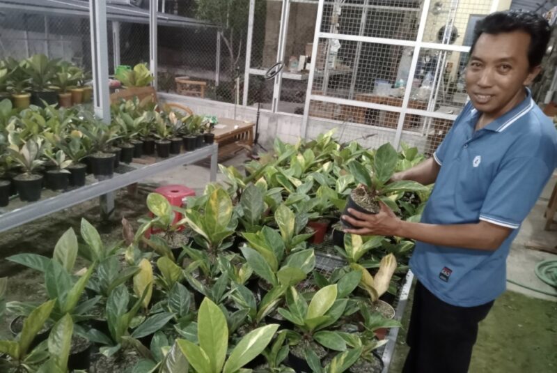 Miono, petani tanaman hias di Tawangmangu, Kamis (24/9/2026).