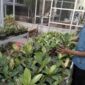 Miono, petani tanaman hias di Tawangmangu, Kamis (24/9/2026).
