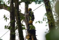 PT NSHE memperkuat konservasi lingkungan dengan menambah jembatan arboreal di PLTA Batangtoru demi menjaga konektivitas habitat dan keselamatan satwa liar.