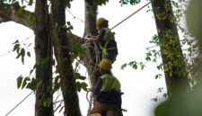 PT NSHE memperkuat konservasi lingkungan dengan menambah jembatan arboreal di PLTA Batangtoru demi menjaga konektivitas habitat dan keselamatan satwa liar.