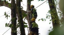 PT NSHE memperkuat konservasi lingkungan dengan menambah jembatan arboreal di PLTA Batangtoru demi menjaga konektivitas habitat dan keselamatan satwa liar.