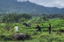 Objek tanah milik Bambang S di Desa Sukamulya, Kecamatan Sukamakmur, Kabupaten Bogor. 