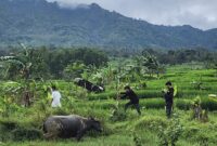 Objek tanah milik Bambang S di Desa Sukamulya, Kecamatan Sukamakmur, Kabupaten Bogor. 